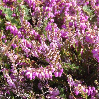 erica darleyensis ghost hills