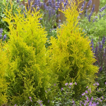 thuja occidentalis sunny smaragd