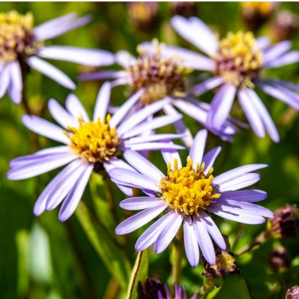 Aster ageratoides var. adustus 'Nanus'