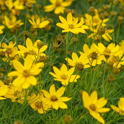 Coreopsis verticillata 'Grandiflora'