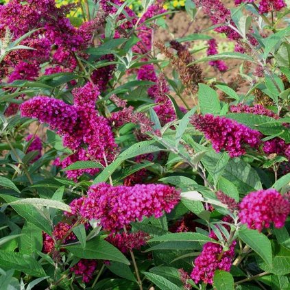 buddleia davidii buzz velvet butterfly bush 9cm p236 28949 image