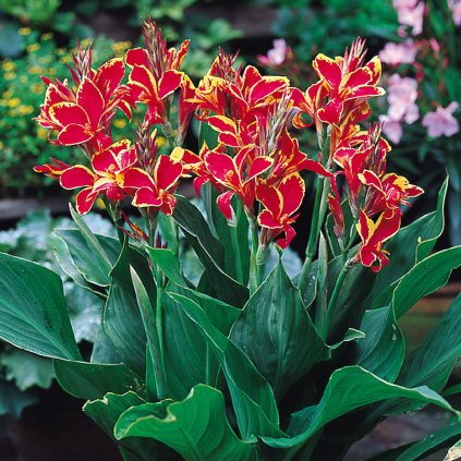 CANNA INDICKÁ - LUCIFER (1 HĽUZA)