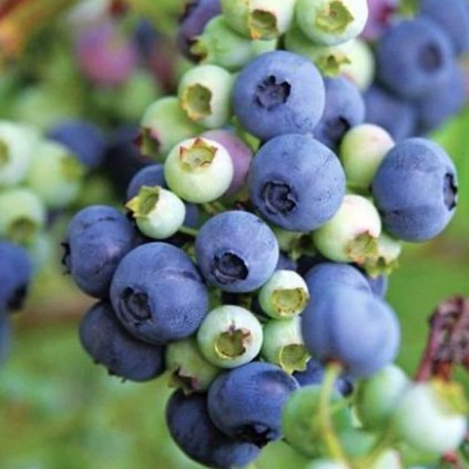 Cucoriedka Hortblue Petite