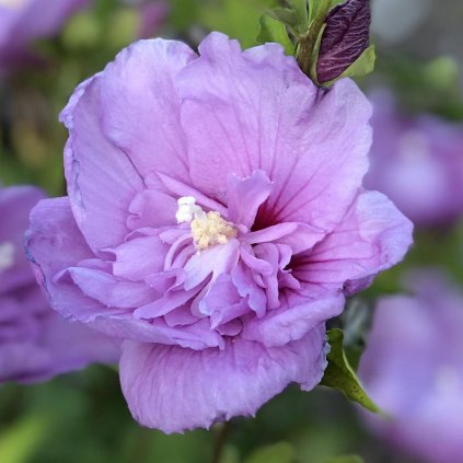 HIBISCUS LAVENDER CHIFFON ROSE OF SHARON GC HIBLC 03