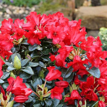 Rhododendron Bengal