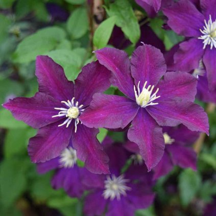 clematis warszawska nike syn. warsaw nike 8724 p