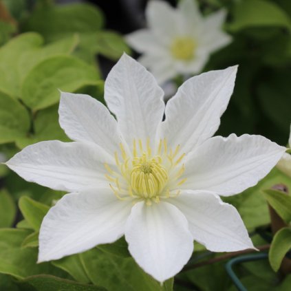 Clematis Waldrebe Apollonia