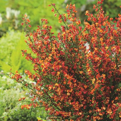Cytisus Hybrid Lena