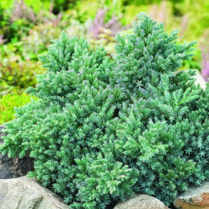 Juniperus squamata 'Blue Star'