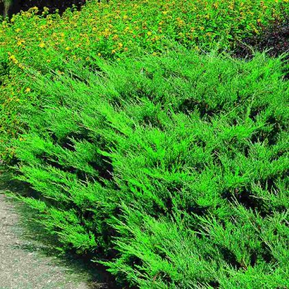 Juniperus conferta 'Blue Pacific'