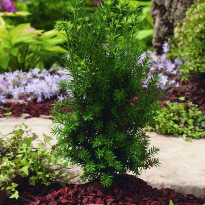 Taxus media "Hillii"