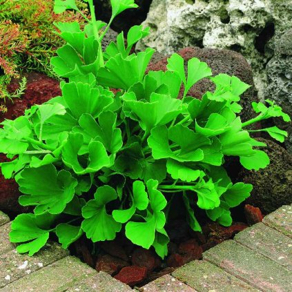Ginkgo biloba 'Mariken'