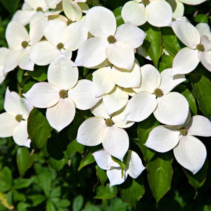 cornus kousa flowers