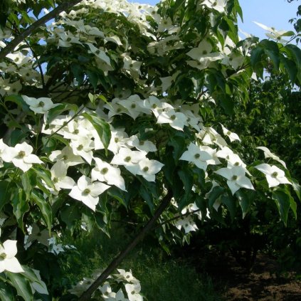cornus kousa national (1)