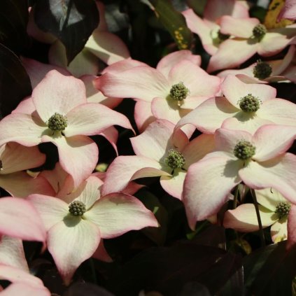 japanischer blumen hartriegel cappuccino m086031 w 13