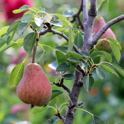 birne pyrus 3006 (1)