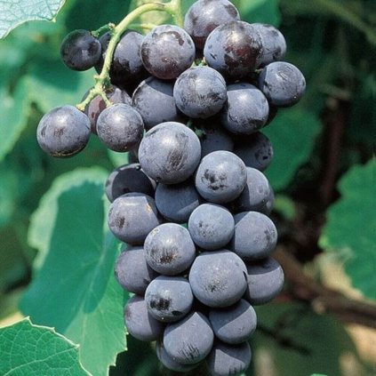 Plantex Drobne ovocie vinice Vinic fragola nera precoce skora cierna jahoda