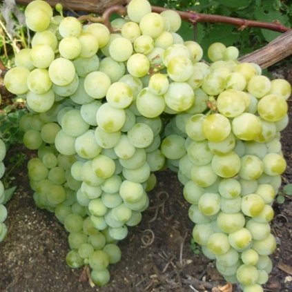 Vinič jantár biely - stolový, rezistentný