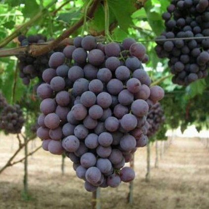 Vinič červená Apirena - stolový, bezsemenný