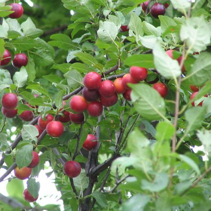1200px Prunus cerasifera branch fruits bgiu