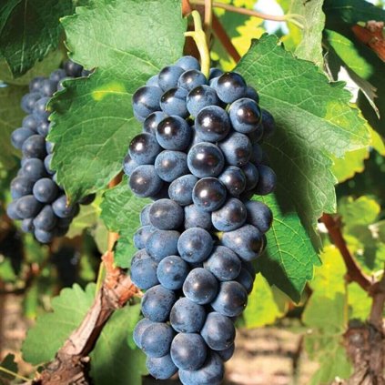 Vinič Zaffira modrý muškát - stolový, rezistentný