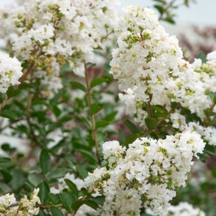 lagerstroemia indica white flower 800x800