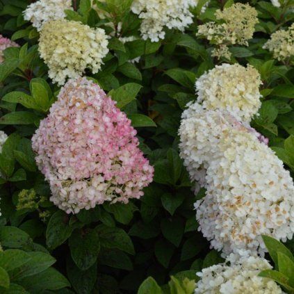 hydrangea paniculata bobo flower 800x800