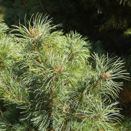 pinus parviflora schoons bonsai