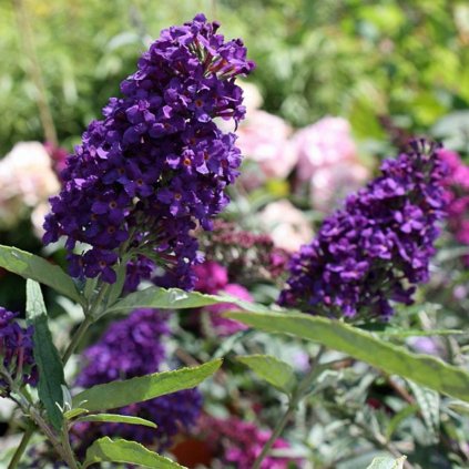 buzz midnight buddleia plant 1472 detail
