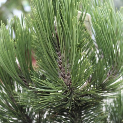Pinus heldreichii Helmers Japan 1