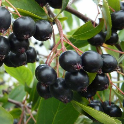 Aronia melanocarpa Hugin Fruechte P1180760 (2)