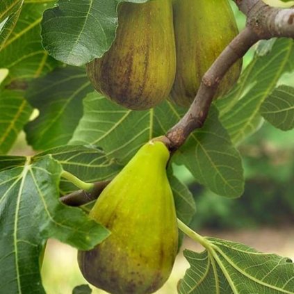 Drobné ovocie, figy - Figovník Dalmatia