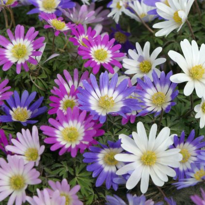 Cibuloviny Anemone Blanda Mixed