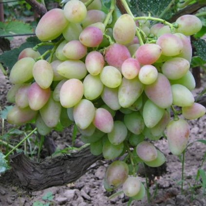 vitis origi