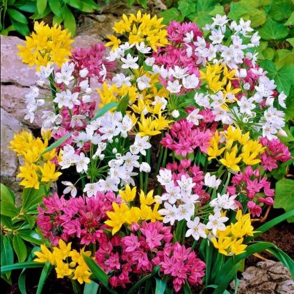 OKRASNÝ CESNAK ALLIUM MIXED (20 CIBÚĽ)
