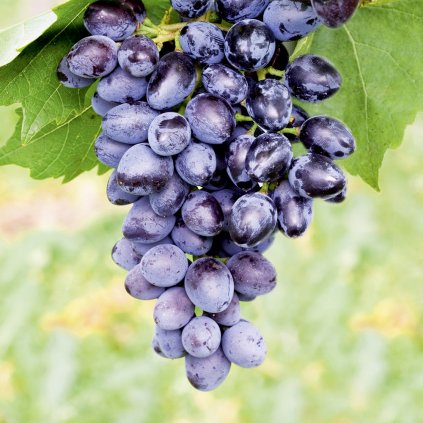 wein traube hybridrebe vitis kodrianka 1 (1)