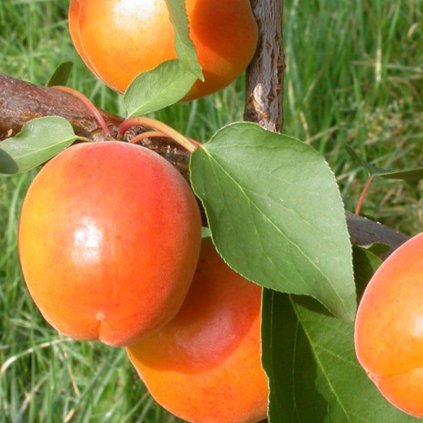 Marhula Pinkcot