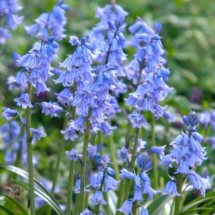 hyacinthoides hispanica blue (1)