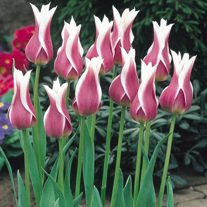 Cibuloviny Tulipan Ballade