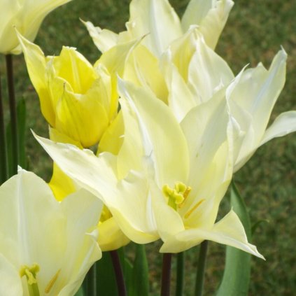 tulip sapporo