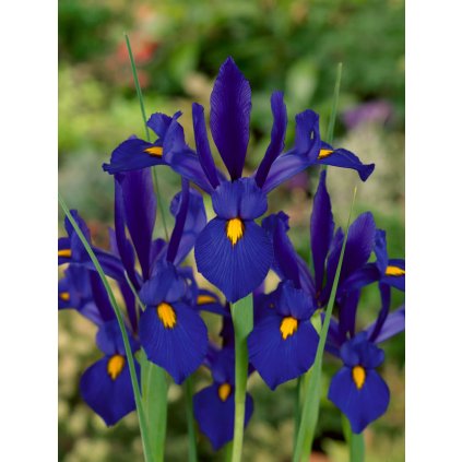 dutch iris (1)
