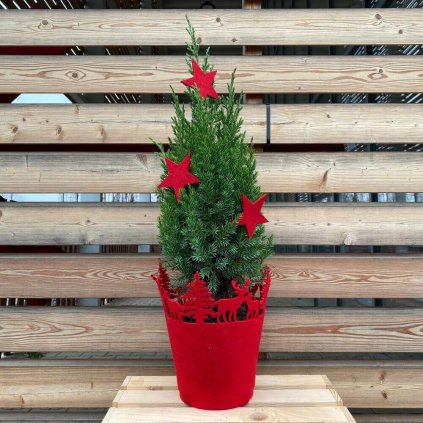 juniperus