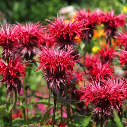 monarda cambridge scarlet 1599210099 l