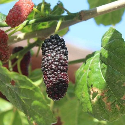 types of mulberry trees 1200x