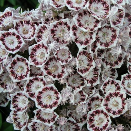 kalmia f