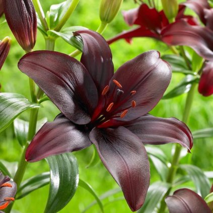 ĽALIA ÁZIJSKA  - MAPIRA (2 CIBULE)