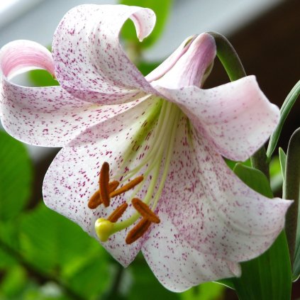 ĽALIA LANKON (1 CIBUĽA)