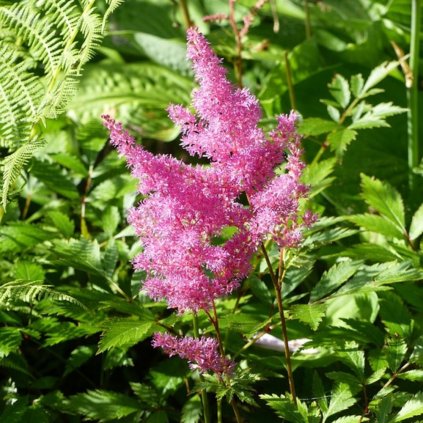 astillbe 896767 960 720