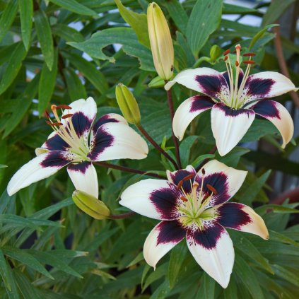 lilium patricias pride