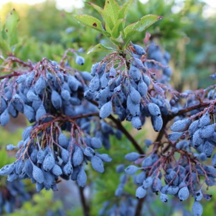 Cucoriedka Blautropf